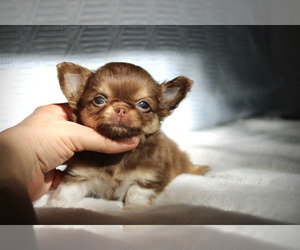 Chihuahua Dog Breeder near SAN JOSE, CA, USA