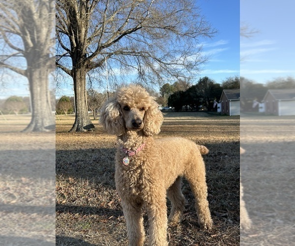 Medium Photo #6  Breeder Profile in ROCK HILL, SC, USA