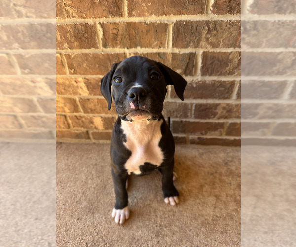 Medium Photo #5  Breeder Profile in FAIRHOPE, AL, USA