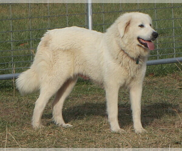 Medium Photo #4  Breeder Profile in NANCY, KY, USA