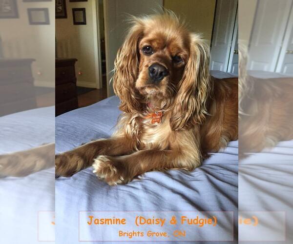 Medium Photo #57  Breeder Profile in Aylmer, Ontario, Canada