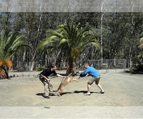 Medium Photo #3  Breeder Profile in DIXON, CA, USA