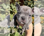 Small #10 Breeder Profile image