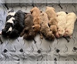 Small #1 Breeder Profile image