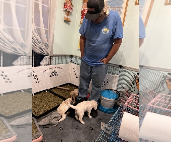 Medium Photo #30  Breeder Profile in HAMPSTEAD, NC, USA