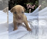 Small #4 Breeder Profile image
