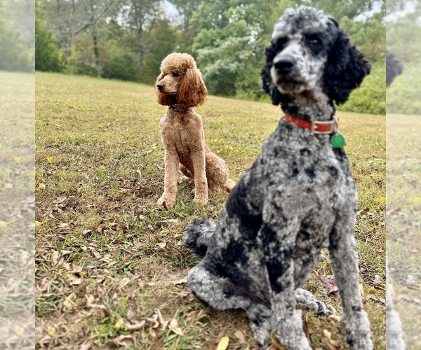 Medium Photo #19  Breeder Profile in POWELL, TN, USA