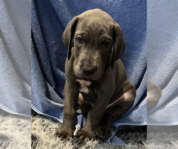 Medium Photo #1  Breeder Profile in AMARILLO, TX, USA