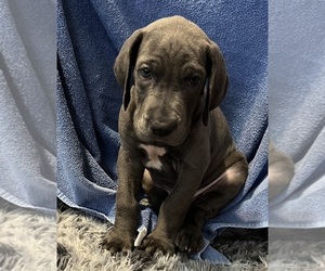 Great Dane Dog Breeder near AMARILLO, TX, USA
