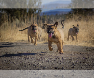 Belgian Malinois Dog Breeder near ALTURAS, CA, USA