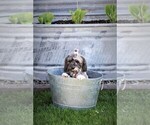 Small breeder photo