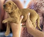 Small #12 Breeder Profile image