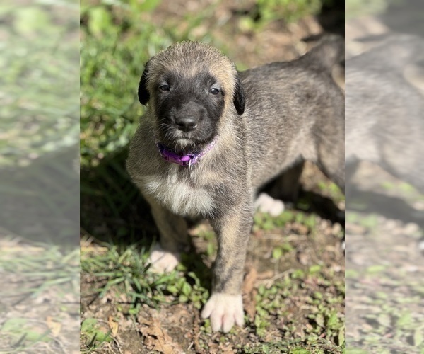 Medium Photo #27  Breeder Profile in HUSTONVILLE, KY, USA
