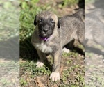 Small #26 Breeder Profile image