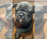 Small breeder photo