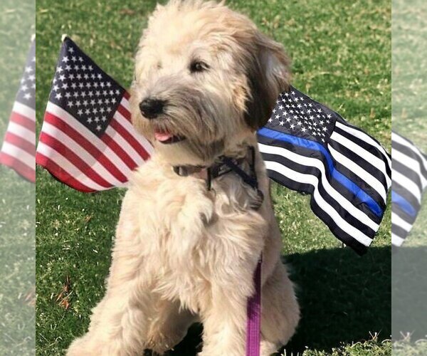 Medium Photo #1  Breeder Profile in PHELAN, CA, USA