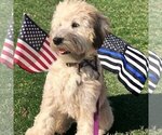 Small breeder photo