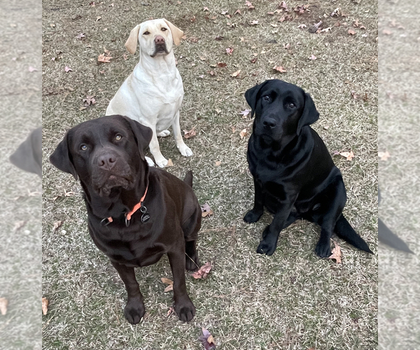 Medium Photo #1  Breeder Profile in LELAND, NC, USA