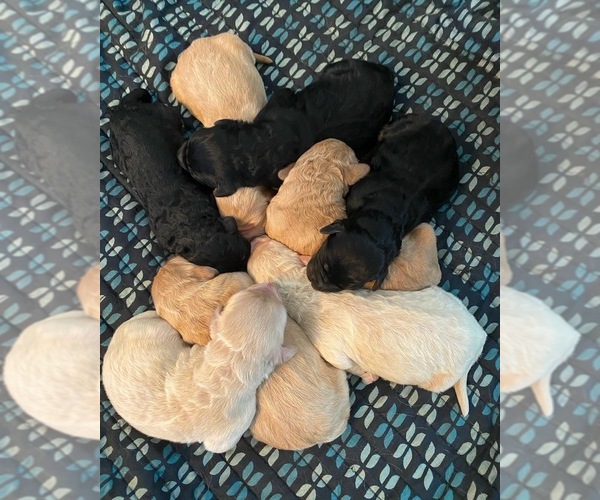 Medium Photo #1  Breeder Profile in RADCLIFF, KY, USA