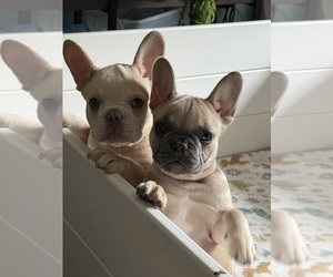 French Bulldog Dog Breeder near OZARK, AL, US