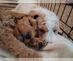 Small #79 Breeder Profile image