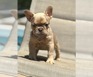 French Bulldog Dog Breeder near BRIDGEWATER, MA, USA