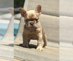 Small breeder photo
