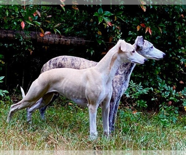 Medium Photo #9  Breeder Profile in COVENTRY, RI, USA