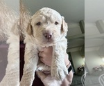Small #2 Breeder Profile image