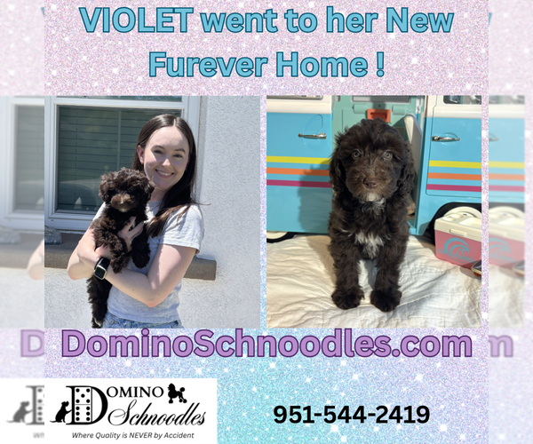 Medium Photo #13  Breeder Profile in MORENO VALLEY, CA, USA