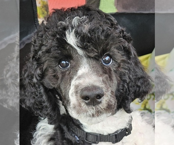Medium Photo #1  Breeder Profile in PERRIS, CA, USA