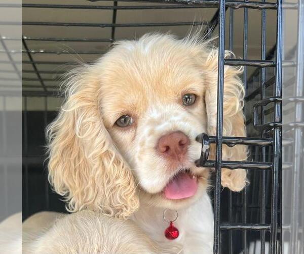 Medium Photo #71  Breeder Profile in Aylmer, Ontario, Canada