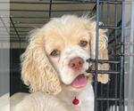 Small #70 Breeder Profile image