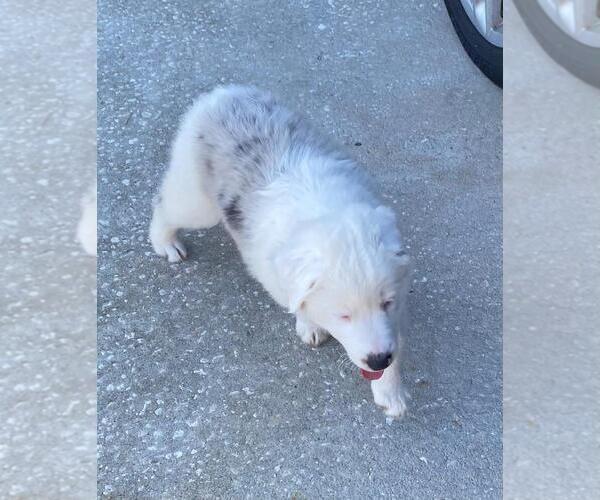 Medium Photo #7  Breeder Profile in CLERMONT, FL, USA