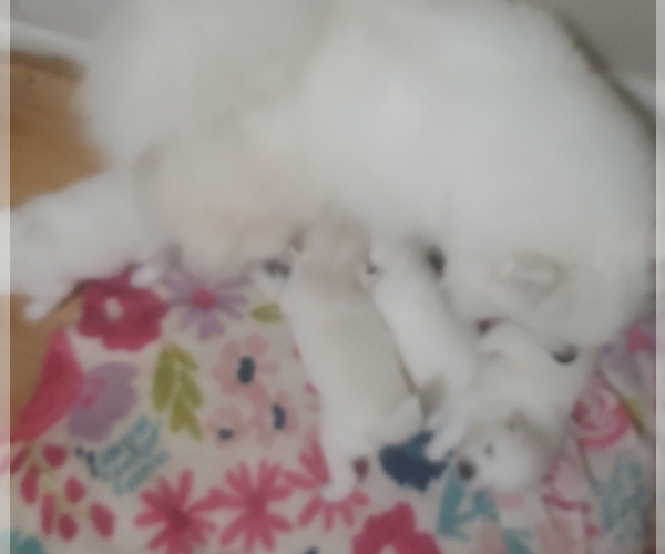 Medium Photo #3  Breeder Profile in WAUSAU, WI, USA