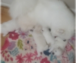 Small #2 Breeder Profile image