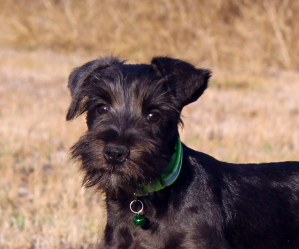 Medium Photo #1  Breeder Profile in BROOKSVILLE, FL, USA