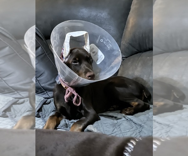 Medium Photo #1  Breeder Profile in BAKERSFIELD, CA, USA