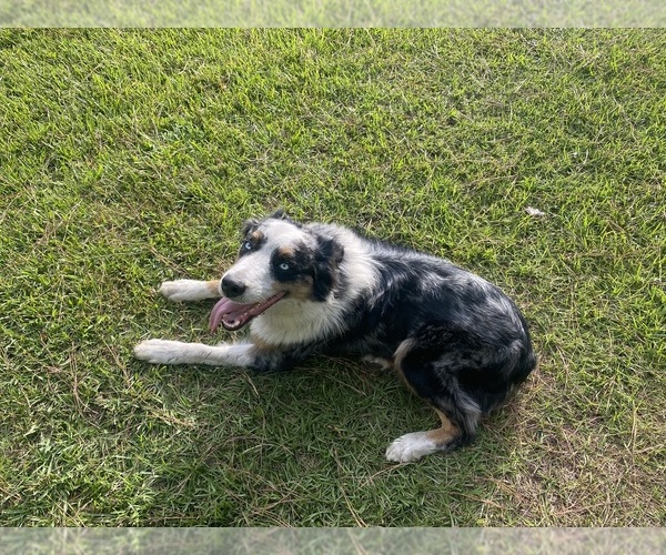 Medium Photo #1  Breeder Profile in BOLTON, NC, USA