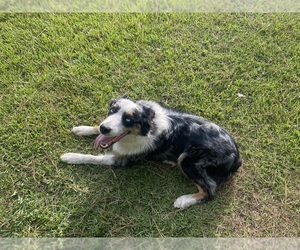 Australian Shepherd Dog Breeder near BOLTON, NC, USA