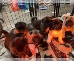Small Photo #1  Breeder Profile in FORT WAYNE, IN, USA