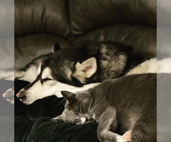 Medium Photo #141  Breeder Profile in FREDERICK, MD, USA