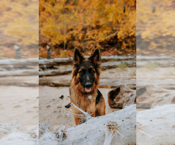 Medium Photo #1  Breeder Profile in ROCKFORD, MI, USA