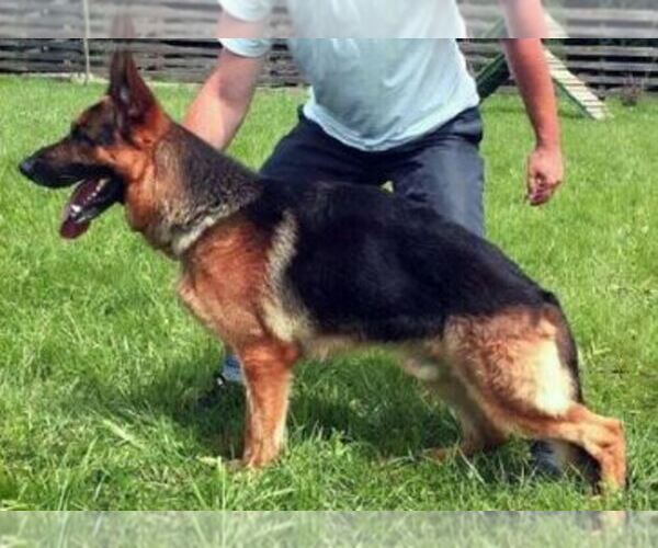 Medium Photo #1  Breeder Profile in LOUISBURG, NC, USA
