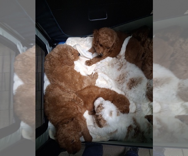 Medium Photo #37  Breeder Profile in GASTONIA, NC, USA