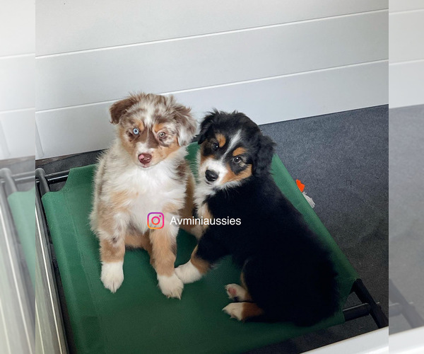 Medium Photo #1  Breeder Profile in HOLLAND, MI, USA