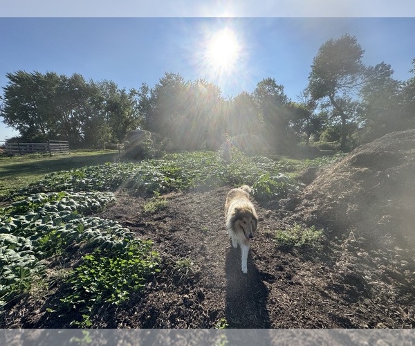 Medium Photo #13  Breeder Profile in DAZEY, ND, USA
