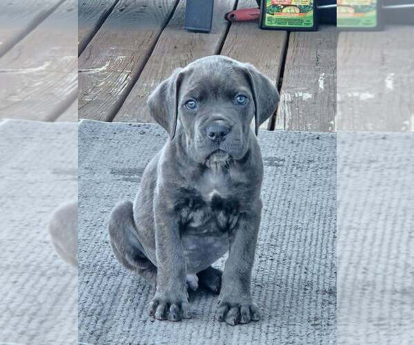 Medium Photo #26  Breeder Profile in BLANCA, CO, USA