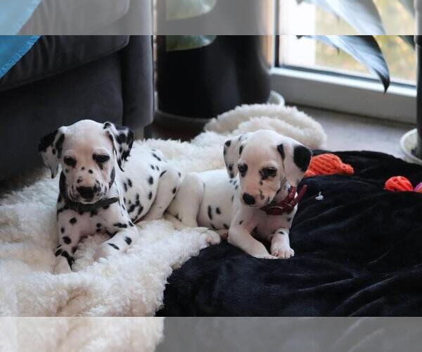 Medium Photo #1  Breeder Profile in CHARLOTTE, NC, USA