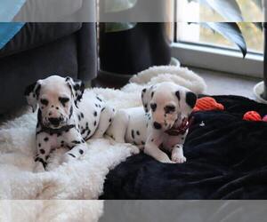 Dalmatian Dog Breeder near CHARLOTTE, NC, USA